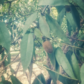 Almond oil