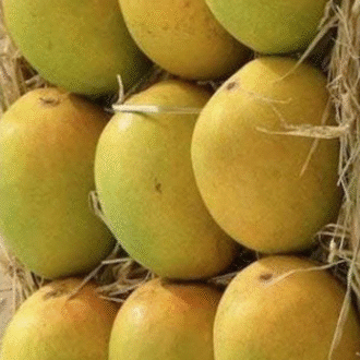 Anwar Latoor Mango
